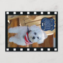 Suche nach bichon postkarten Weiß