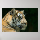 Suche nach sumatran kunst Wildtiere