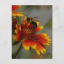 Suche nach bienen blume postkarten Gelb