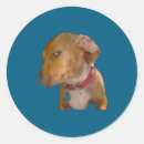 Suche nach lustiger hund aufkleber Begrenzt