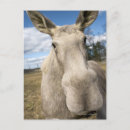 Suche nach enttäuschung postkarten Spaß