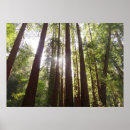 Suche nach redwood poster Bäume