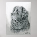 Suche nach neufundland hunde poster Portrait