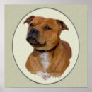 Suche nach staffordshire terrier poster Bullschrecker