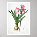 Suche nach belladonna poster Blume
