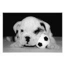 Suche nach englische bulldogge poster Niedlich