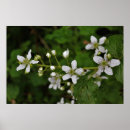 Suche nach blackberry poster Blume