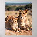 Suche nach lioness poster Natur