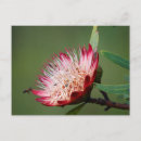Suche nach protea postkarten Flora