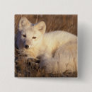 Suche nach fleischfresser buttons Wildtiere