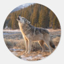 Suche nach wilder wolf aufkleber Wildnis
