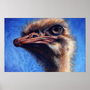 Suche nach hässlicher vogel poster Vögel