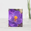 Suche nach krokus karten Blume