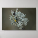 Suche nach flechten poster Natur