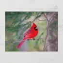 Suche nach kardinal postkarten Tierwelt
