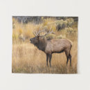 Suche nach adam jones Cervus canadensis