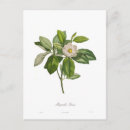 Suche nach magnolien postkarten Antiquarisch