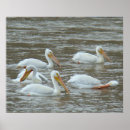 Suche nach amerikanischer vogel poster Pelecanus erythrorhynchos