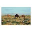 Suche nach kamel poster Afrika