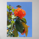 Suche nach geiger poster Botanisch