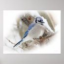 Suche nach songbird poster Animal