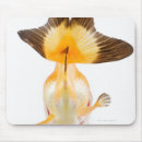 Suche nach goldfische mousepads Natur