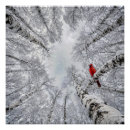 Suche nach birke poster Winter