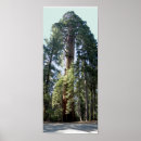 Suche nach sequoia national park poster Wald