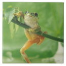 Suche nach stammes frosch Natur