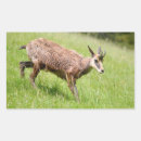 Suche nach gämse aufkleber Ziege