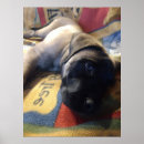 Suche nach mastiffs poster Mastitin