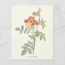Suche nach vintage rote rosen postkarten Blume