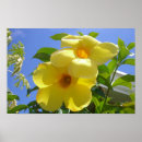 Suche nach trompete blume poster Natur