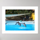 Suche nach delphine poster Meere