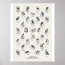 Suche nach tauben poster Wildtiere