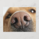 Suche nach extrem postkarten Tierkörperteil