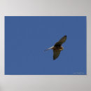Suche nach falco poster Vogelbeobachtung