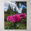 Suche nach rosengarten poster Rosa rosen