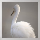 Suche nach vogelbilder poster Wildtiere