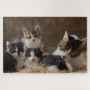 Suche nach feline puzzle Kätzchen