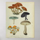 Suche nach lila pilz poster Blau