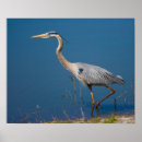 Suche nach watender vogel Wild lebende tiere
