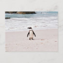 Suche nach afrikanischer pinguin poster Südafrika