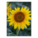Suche nach reizende blume Sonnenblume