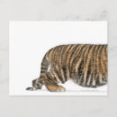 Suche nach sumatran poster Gefahr