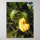 Suche nach buddhas Baum