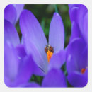 Suche nach krokus aufkleber Blühen