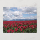 Suche nach rote tulpen postkarten Landschaft
