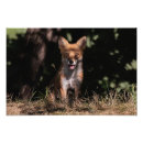 Suche nach foxy poster Niedlich