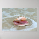 Suche nach meeresschnecke poster Sand